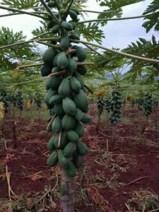 Papaya - Juni 2018